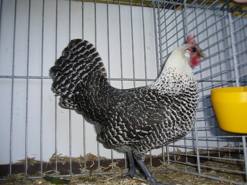 Delbrueck 2008 111.jpg - Zwerg Augsburger schwarz von Michael Kiersch Preis sg 95 KVE